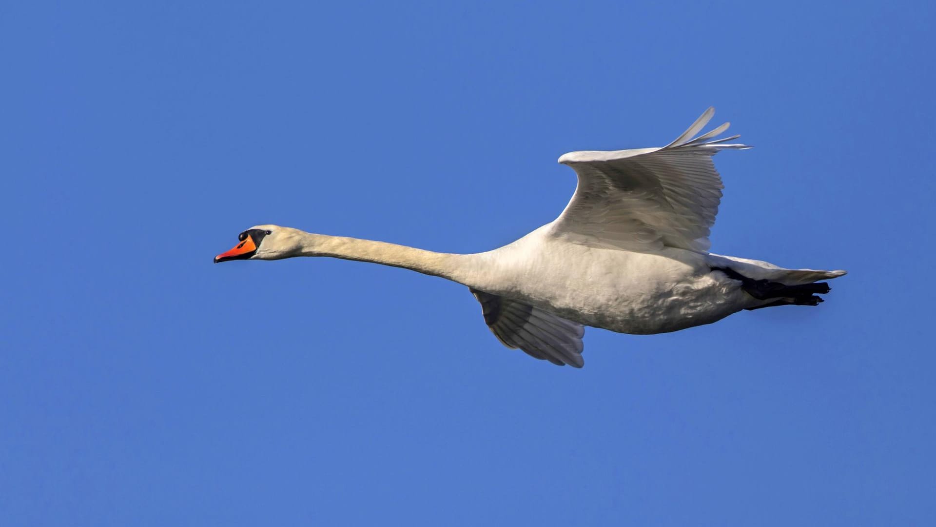 Ein Schwan am Himmel: Die Vogelfamilie war zu Fuß unterwegs – und landete leider auf der Straße. (Symbolbild) Ein Schwan am Himmel: Die Vogelfamilie war zu Fuß unterwegs – und landete leider auf der Straße. (Symbolbild)