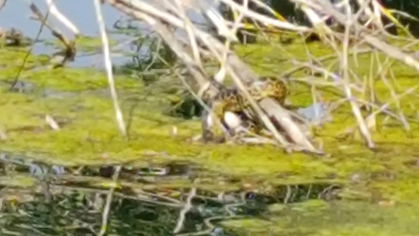 Die gelbe Anakonda sitzt auf einem Ast im Latumer See in Meerbusch: Schon vor Tagen wurde sie entdeckt. Die Stadtverwaltung sperrte den beliebten Ausflugssee daraufhin.