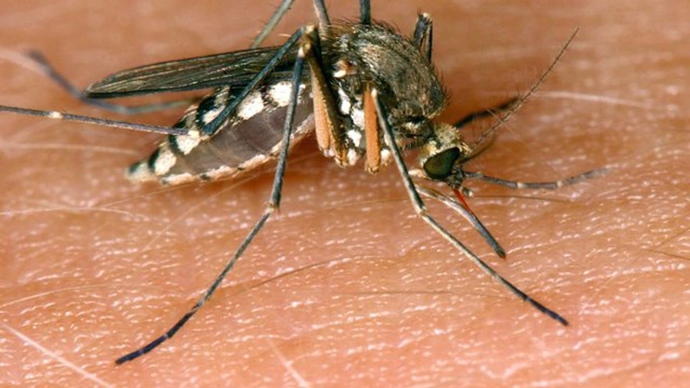 Eine Mücke saugt Blut: Südeuropäische Länder melden derzeit verstärkt tödliche Fälle von West-Nil-Fieber.