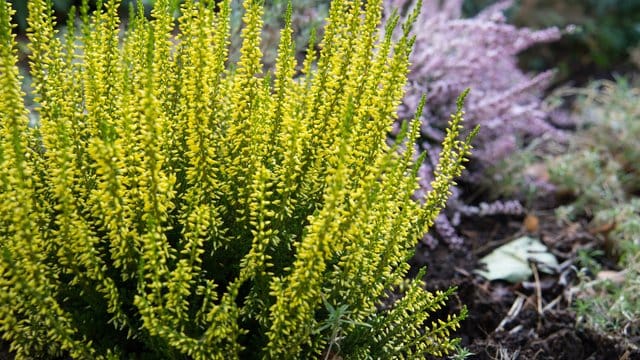 Die Knospenheide erblüht nicht voll, daher bleibt die Blütenanlage aber insgesamt länger erhalten.