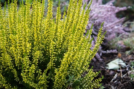 Die Knospenheide erblüht nicht voll, daher bleibt die Blütenanlage aber insgesamt länger erhalten.