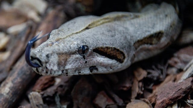 Die Boa Constrictor schlängelt sich durch Teile von Baumrinde in ihrem Gehege.