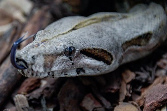 Die Boa Constrictor schlängelt sich durch Teile von Baumrinde in ihrem Gehege.