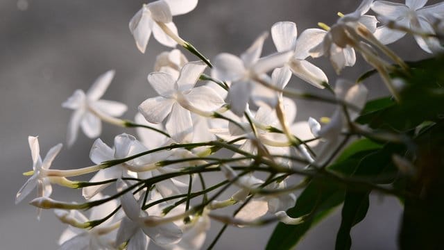 Nur in milden Regionen kann der Echte Jasmin (Jasminum officinale) den Winter über im Freien bleiben.