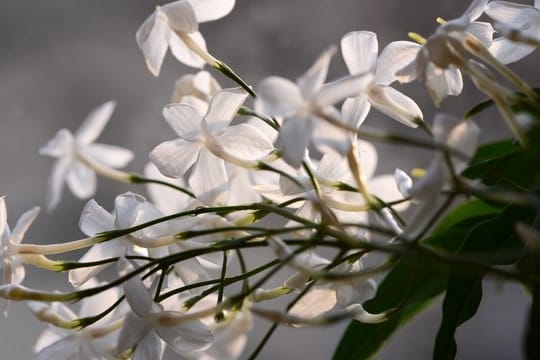 Nur in milden Regionen kann der Echte Jasmin (Jasminum officinale) den Winter über im Freien bleiben.