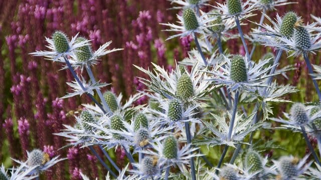 Die ganze Gruppe der Disteln hat der Bund deutscher Staudengärtner zur Staude des Jahres 2019 ernannt - dazu gehört auch das Alpen-Mannstreu (Eryngium alpinum).