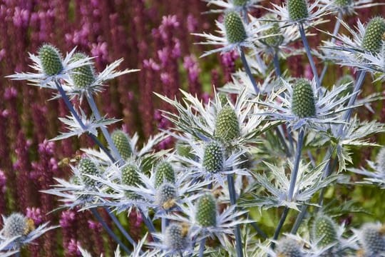 Die ganze Gruppe der Disteln hat der Bund deutscher Staudengärtner zur Staude des Jahres 2019 ernannt - dazu gehört auch das Alpen-Mannstreu (Eryngium alpinum).