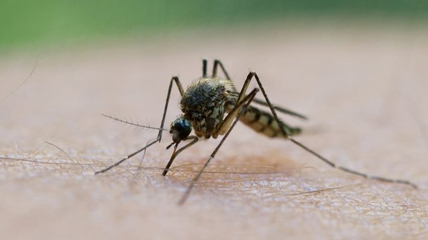 Von Stechmücken kann das West-Nil-Virus auf andere Wirte wie Pferde und den Menschen übertragen werden.