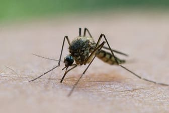 Von Stechmücken kann das West-Nil-Virus auf andere Wirte wie Pferde und den Menschen übertragen werden.