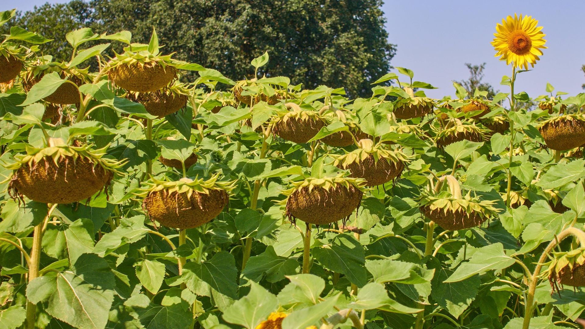 Ein Sonnenblumenfeld: Viel Sonne, wenig Regen – eine Sommerbilanz.