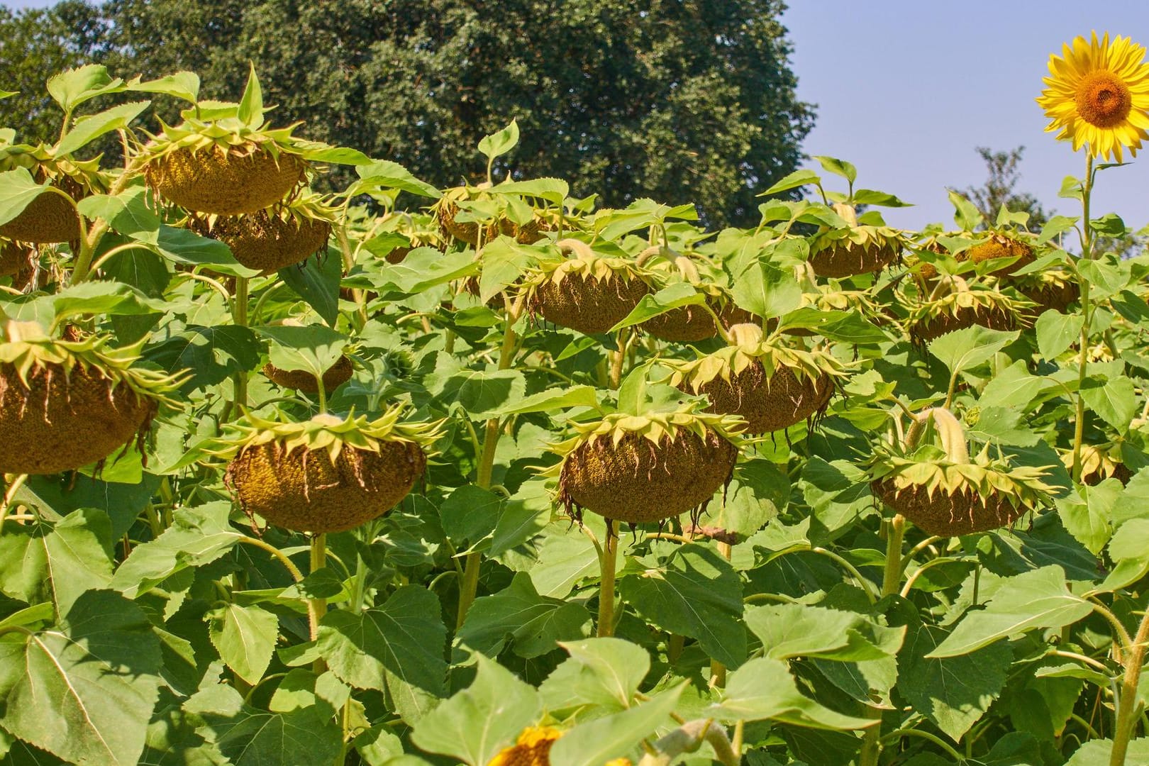 Ein Sonnenblumenfeld: Viel Sonne, wenig Regen – eine Sommerbilanz.