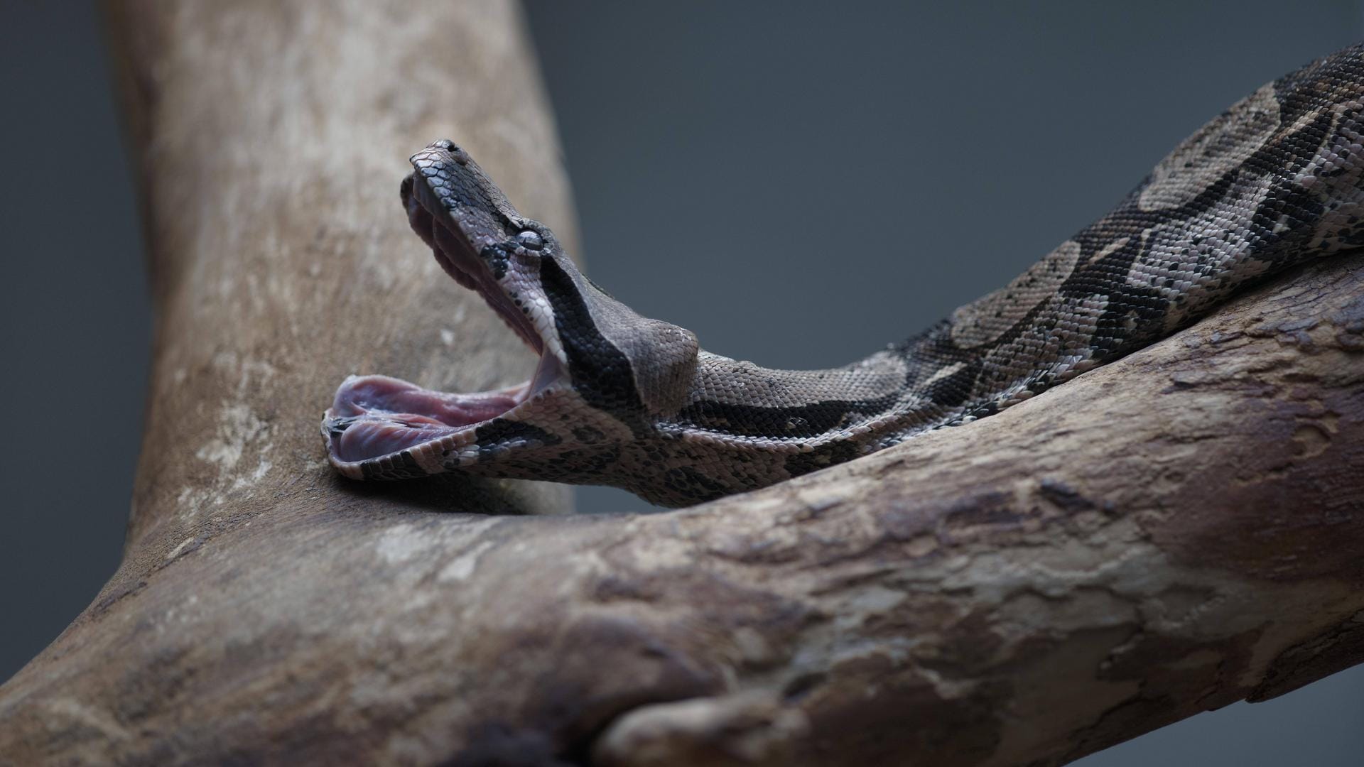 Eine Abgottschlange mit offenem Maul: Die Haltung einer Boa Constrictor ist in Berlin untersagt. Nun wurde eine Abgottschlange auf einem Spielplatz aufgefunden.