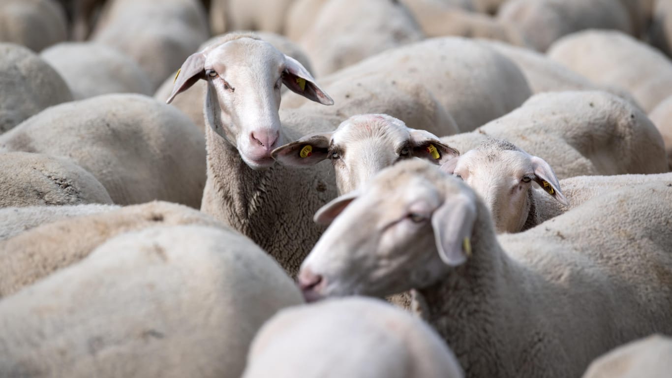 Eine weidende Schafherde: 61 Schafe verloren bei dem Unglück ihr Leben.