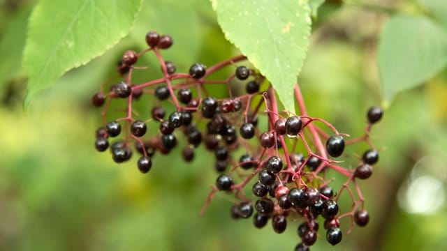 Roh gegessen können Holunderbeeren Durchfall und Erbrechen auslösen.