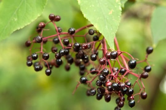 Roh gegessen können Holunderbeeren Durchfall und Erbrechen auslösen.