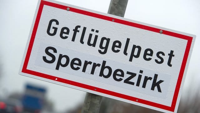 Noch ist unklar, wie der Vogelgrippe-Erreger der für Geflügel tödlichen Krankheit in den Bestand in Wismar gelangt ist.