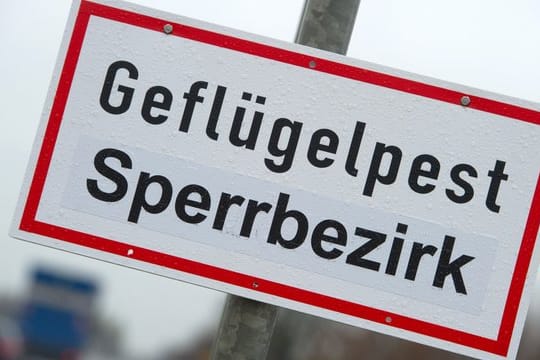 Noch ist unklar, wie der Vogelgrippe-Erreger der für Geflügel tödlichen Krankheit in den Bestand in Wismar gelangt ist.