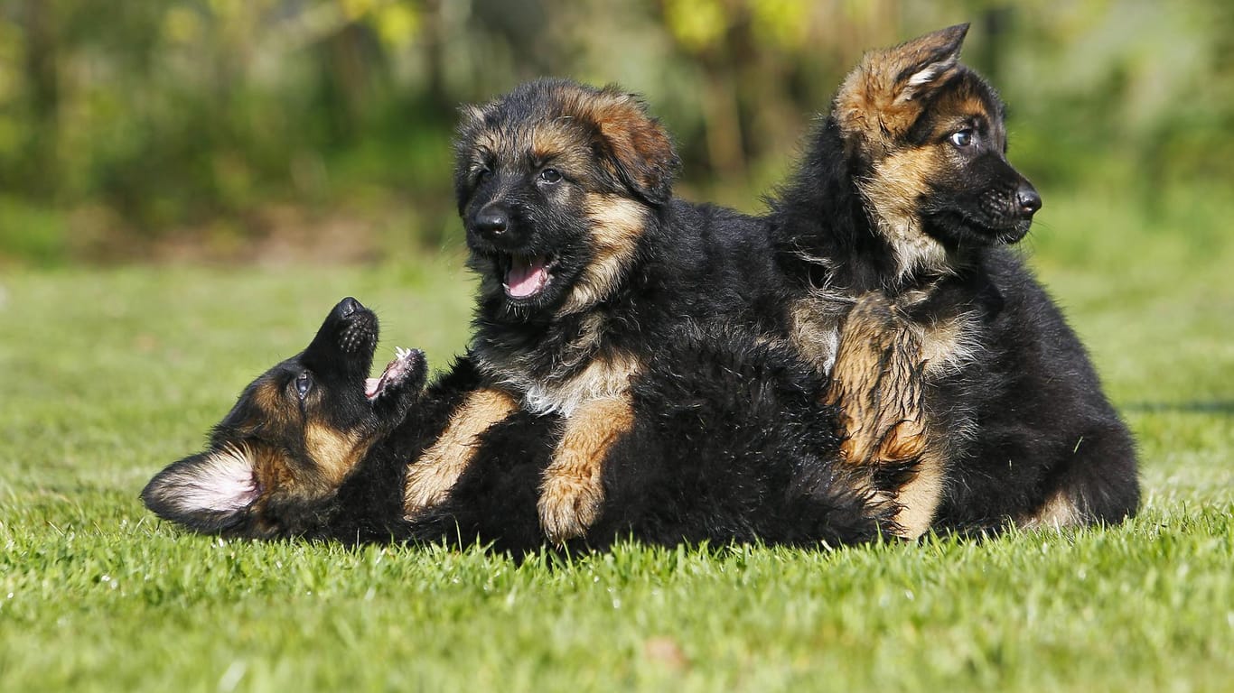 Schäferhund-Welpen beim Spielen: in Deutschland werden immer weniger Jungtiere geboren – auch, weil viele Deutsche billige Welpen im Ausland kaufen.