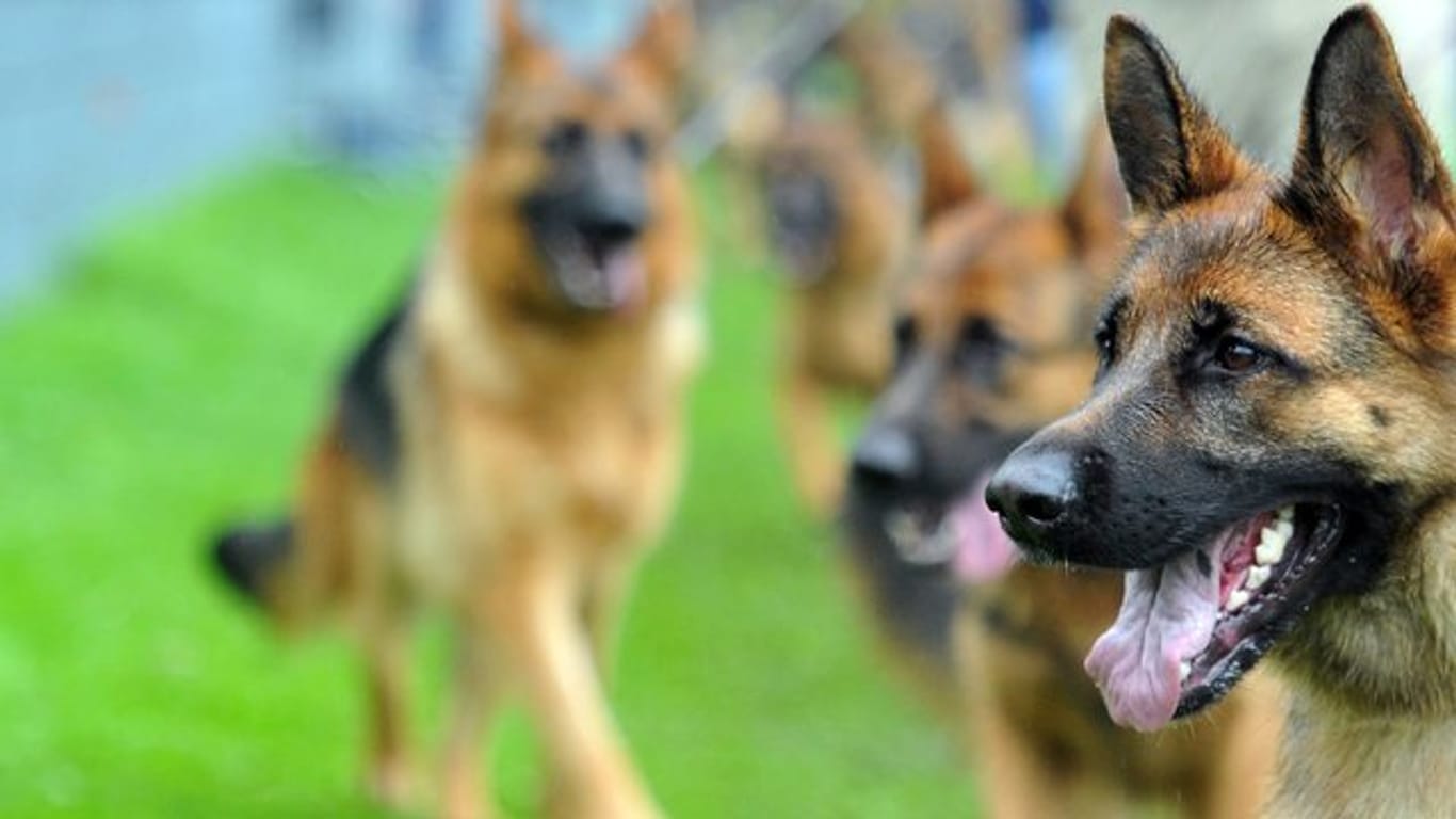 Schäferhunde werden beim Weltchampionat des Vereins für Deutsche Schäferhunde vorgestellt.