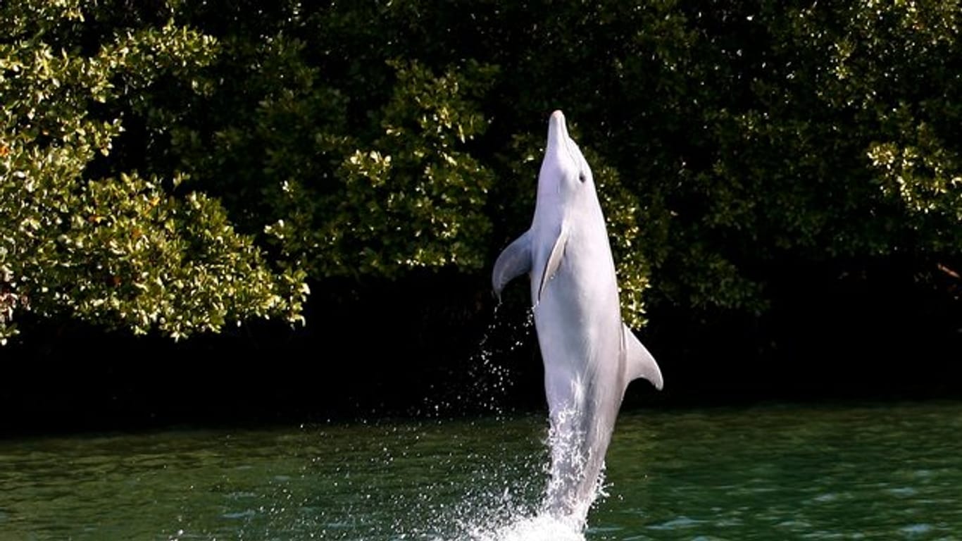 Auch wildlebende Delfine können Kunststücke lernen.