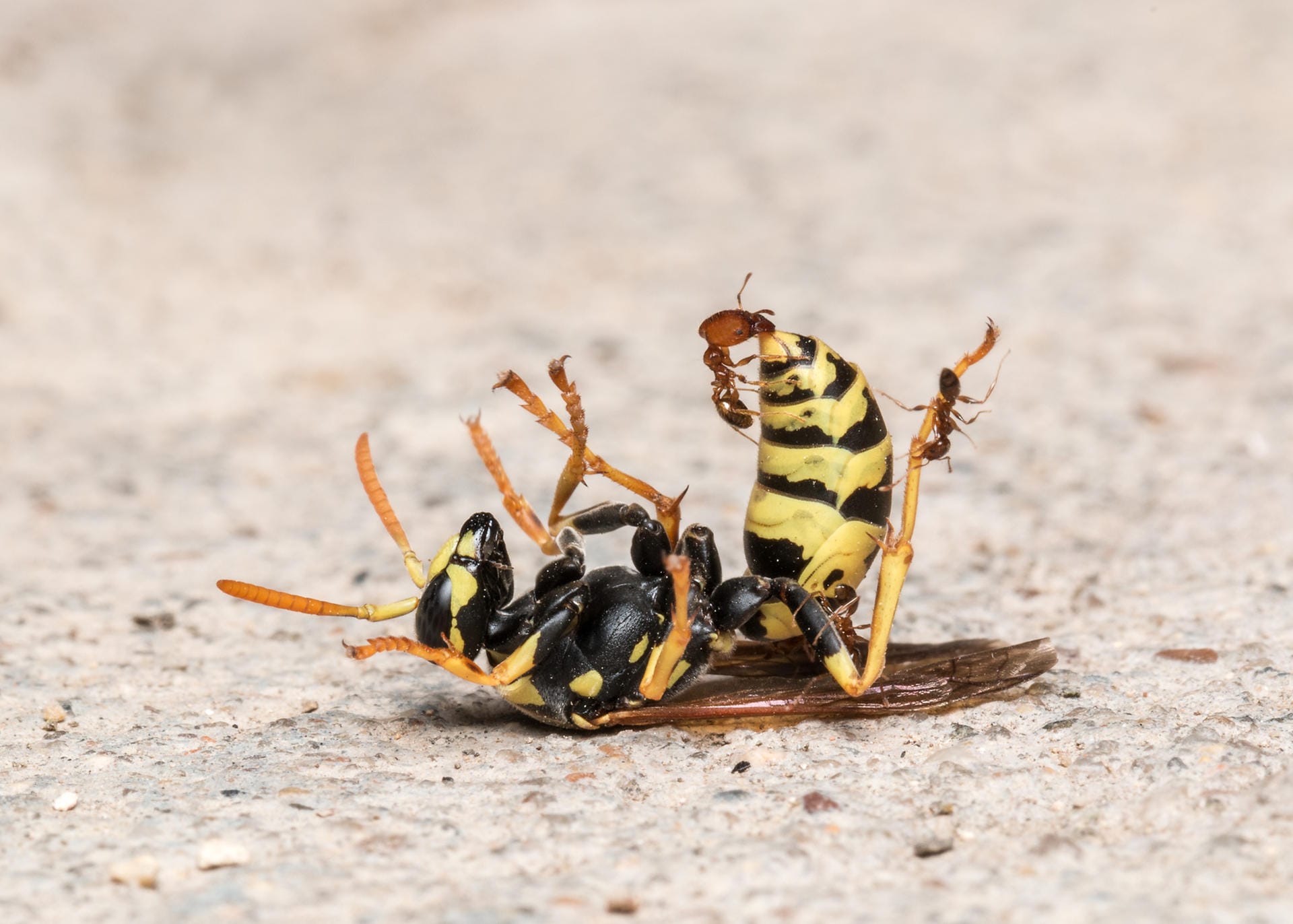 Teamarbeit: Der Fotograf konnte beobachten, wie die winzigen Ameisen die Wespe davon trugen.