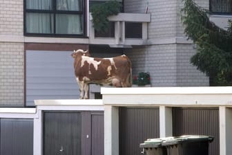 Eine entlaufene Kuh steht auf einem Garagendach: Die Kuh hatte das Dach über einen angrenzenden Garten erreicht.