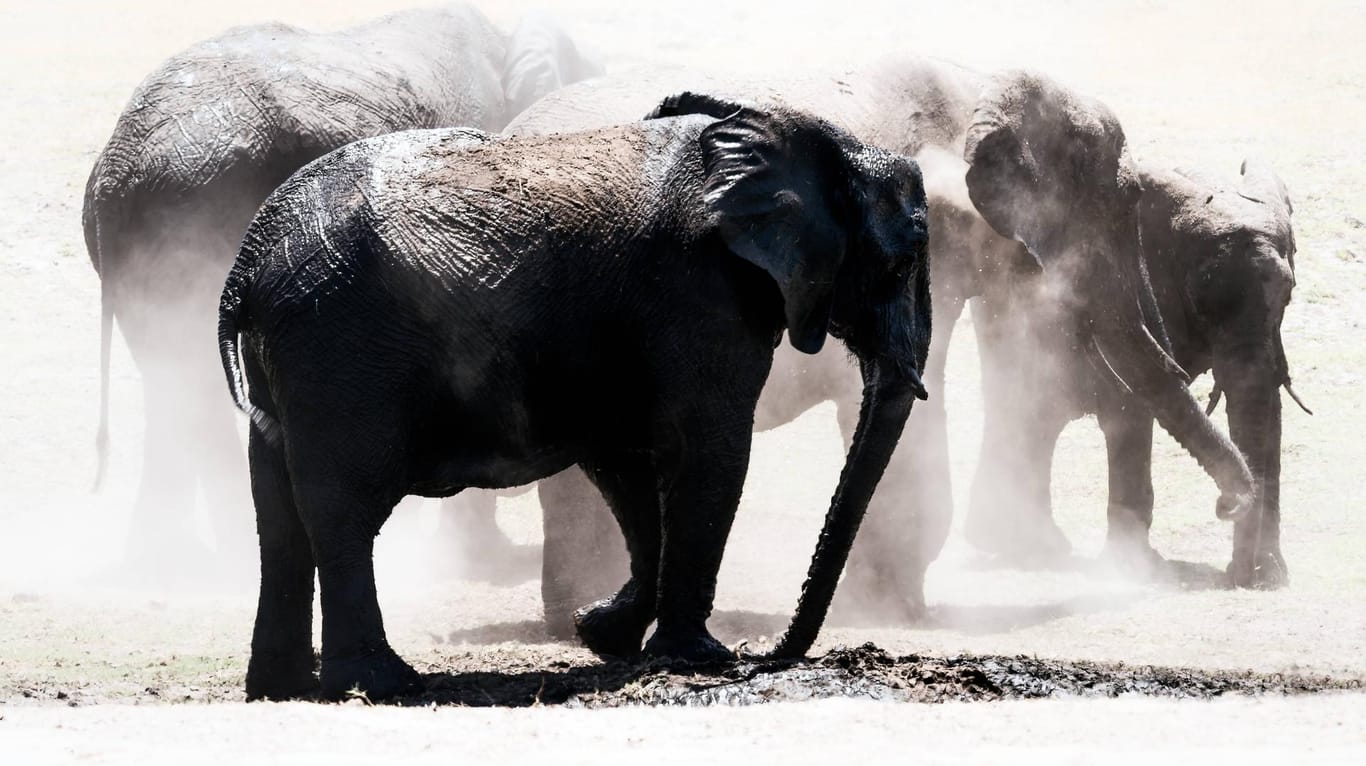 Herde Elefanten aus Botsuana im Staub (Symbolbild): Wilderer töten fast 90 Elefanten in Botsuana