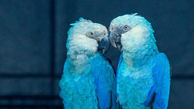 Ein Spix-Ara-Pärchen ist in einer Voliere der Berliner Artenschutzorganisation Association for the Conservation of Threatened Parrots e. Ein Spix-Ara-Pärchen ist in einer Voliere der Berliner Artenschutzorganisation Association for the Conservation of Threatened Parrots e.