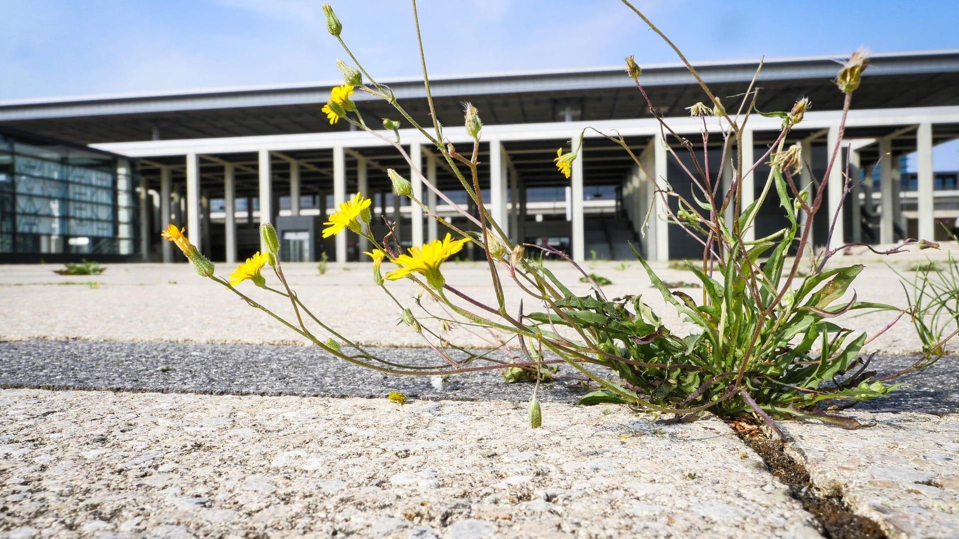 Eine Blume wächst vor dem BER.