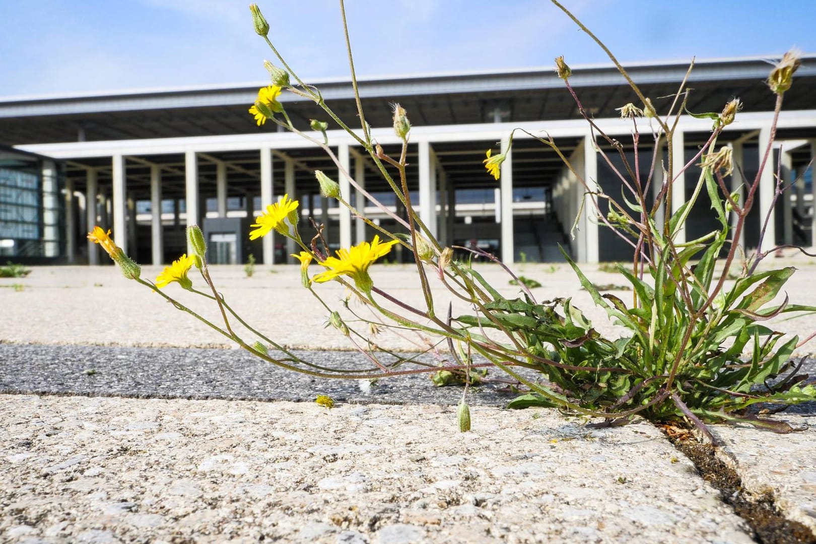 Eine Blume wächst vor dem BER.