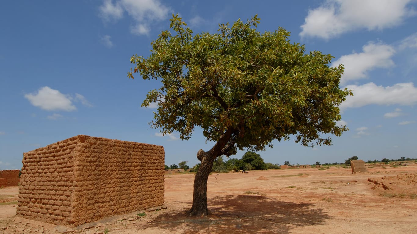 Karitébaum: Erst nach zehn bis 15 Jahren trägt der Baum Früchte.