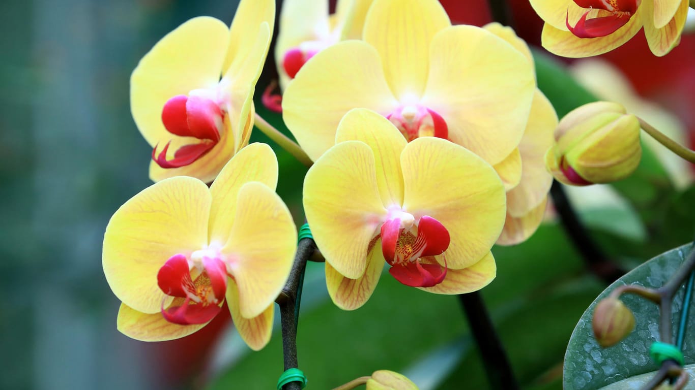 Phalaenopsis: Orchideen dieser Gattung werden auch "Schmetterlingsorchidee" genannt.