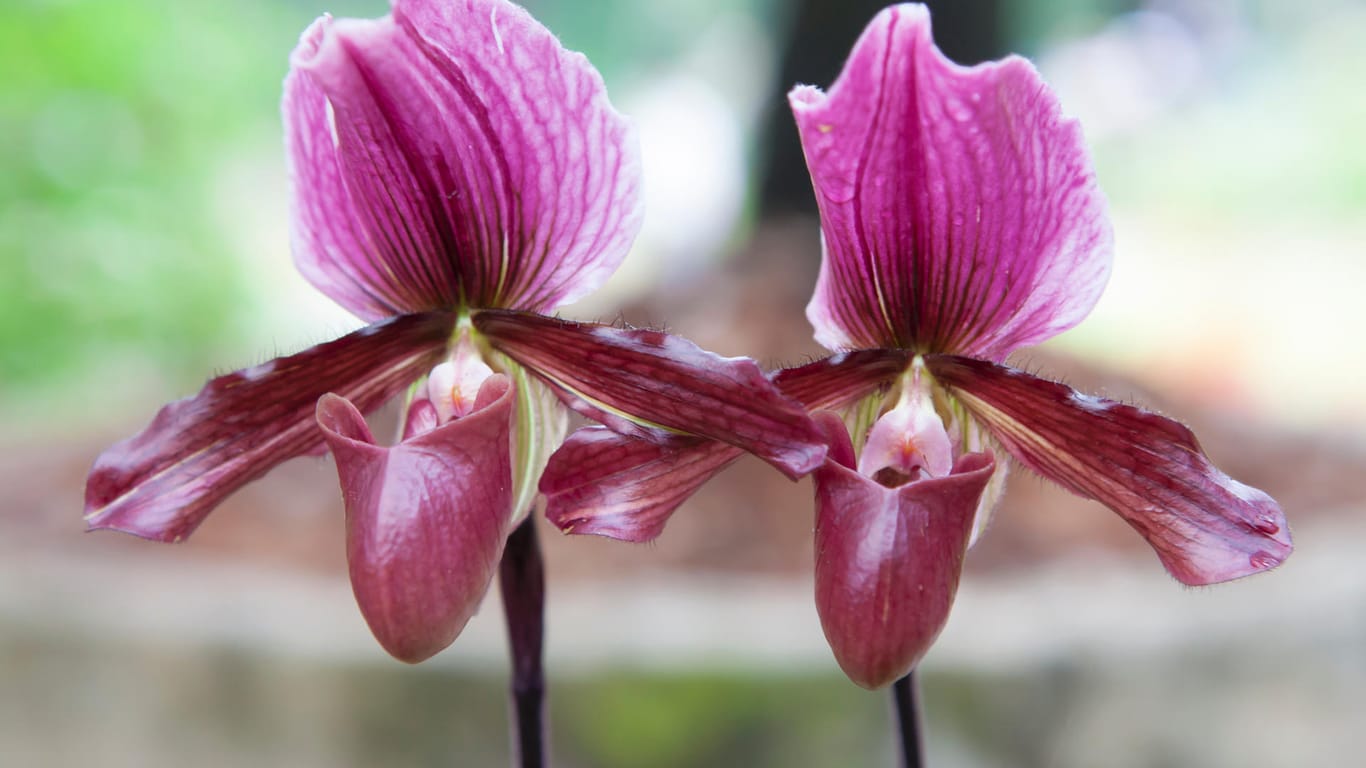 Paphiopedilum: Orchideen dieser Gattung werden auch "Frauenschuh" oder "Venusschuh" genannt.