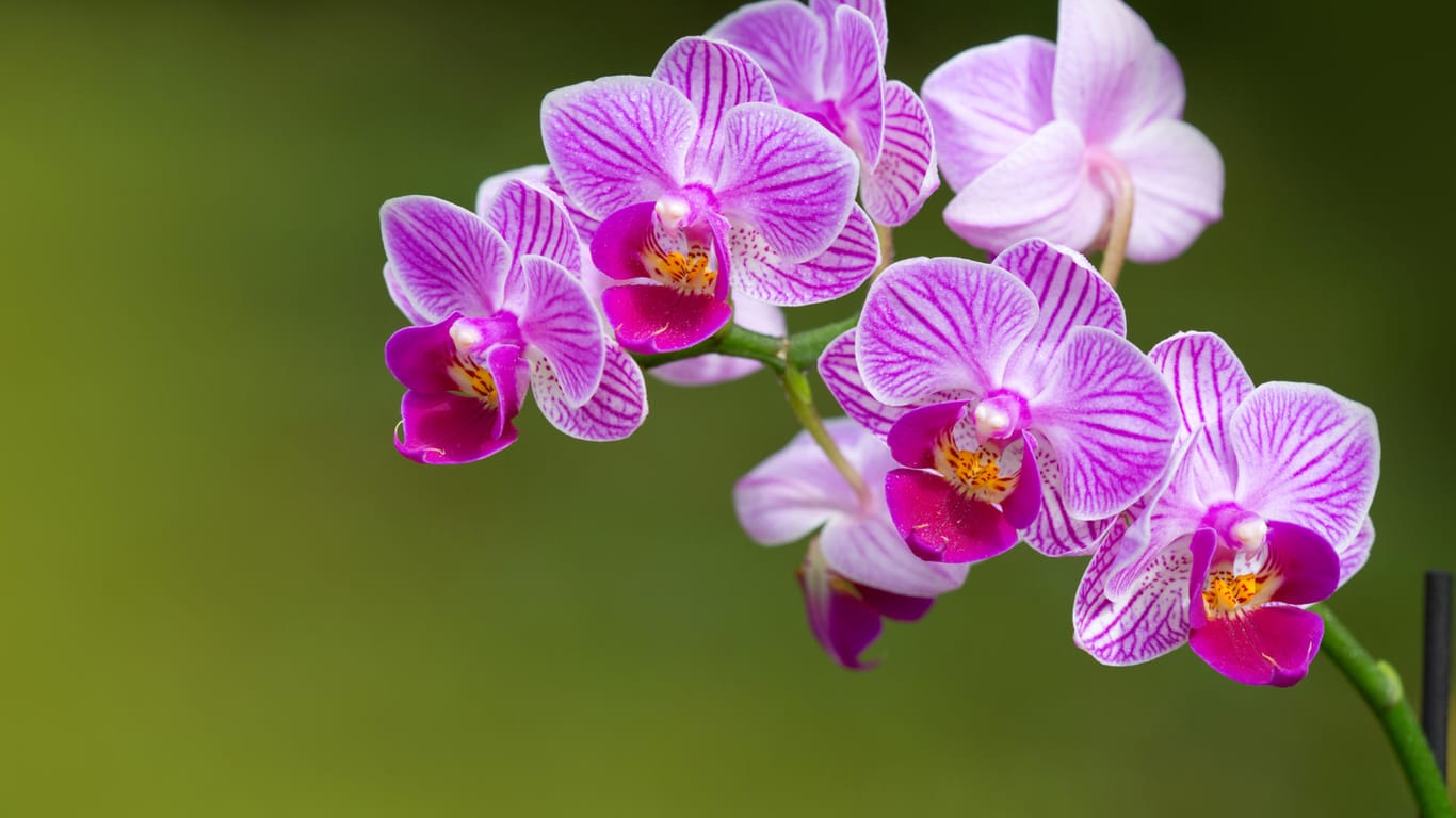 Phalaenopsis Orchidee: Verfärbt sich ein Stängel braun, dann schneiden Sie ihn am Ansatz ab.
