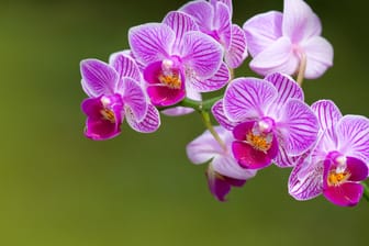 Phalaenopsis Orchidee: Verfärbt sich ein Stängel braun, dann schneiden Sie ihn am Ansatz ab.
