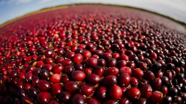 Cranberrys sind kalorienarm und wirken entzündungshemmend.