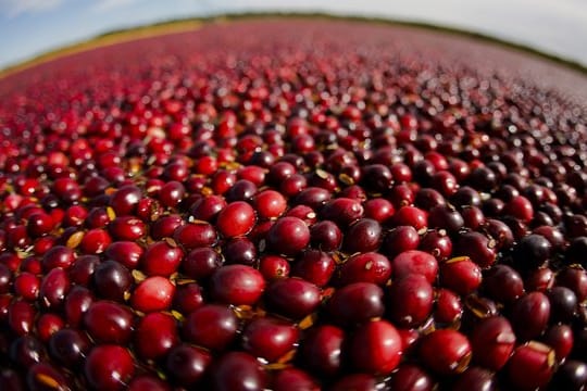 Cranberrys sind kalorienarm und wirken entzündungshemmend.