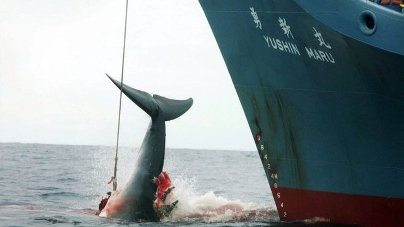 Ein harpunierter Wal wird im Atlantik an Bord eines japanischen Walfangschiffes gezogen.