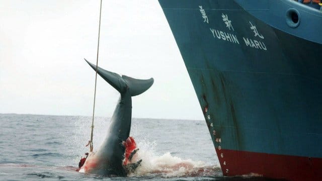 Ein harpunierter Wal wird im Atlantik an Bord eines japanischen Walfangschiffes gezogen. Ein harpunierter Wal wird im Atlantik an Bord eines japanischen Walfangschiffes gezogen.