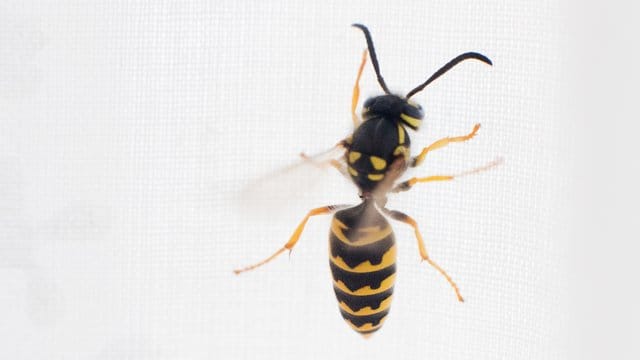 Wespen lassen sich leicht austricksen: Man bringt unter deren Nest ein altes Bettlaken an.