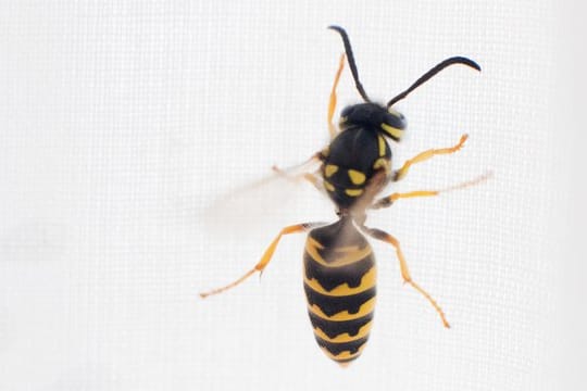 Wespen lassen sich leicht austricksen: Man bringt unter deren Nest ein altes Bettlaken an.