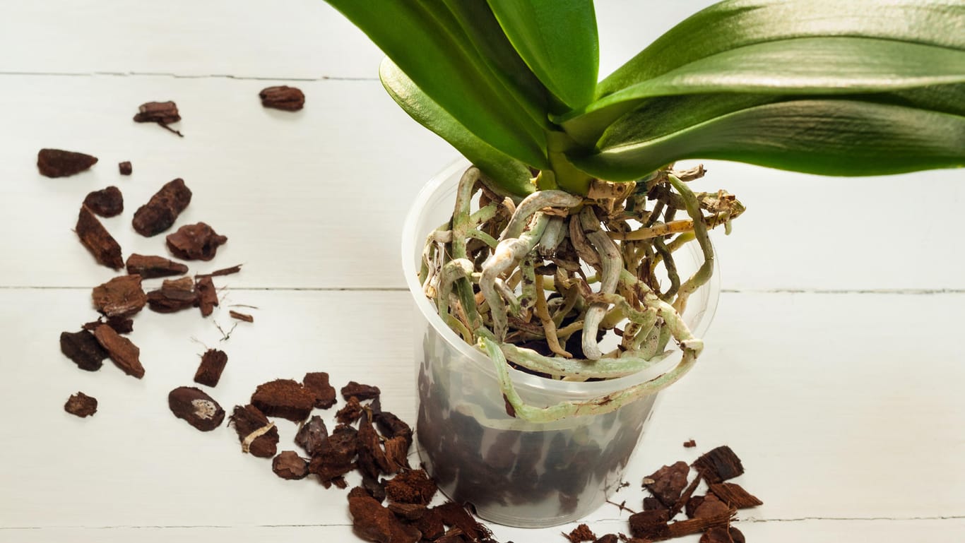 Orchideen umtopfen: Geben Sie Substrat nach, bis der Topf gefüllt ist.