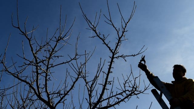 Wenn die Äste von Obstbäumen abbrechen, sollten Hobbygärtner die Bruchstellen glatt nachschneiden.