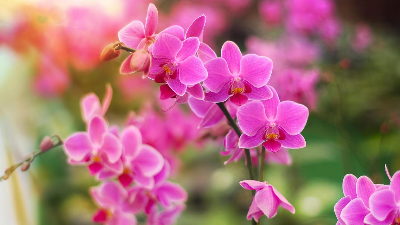 Phalaenopsis-Orchidee: Wer beim Umtopfen sorgsam vorgeht, wird schon bald mit prächtigen Blüten belohnt.