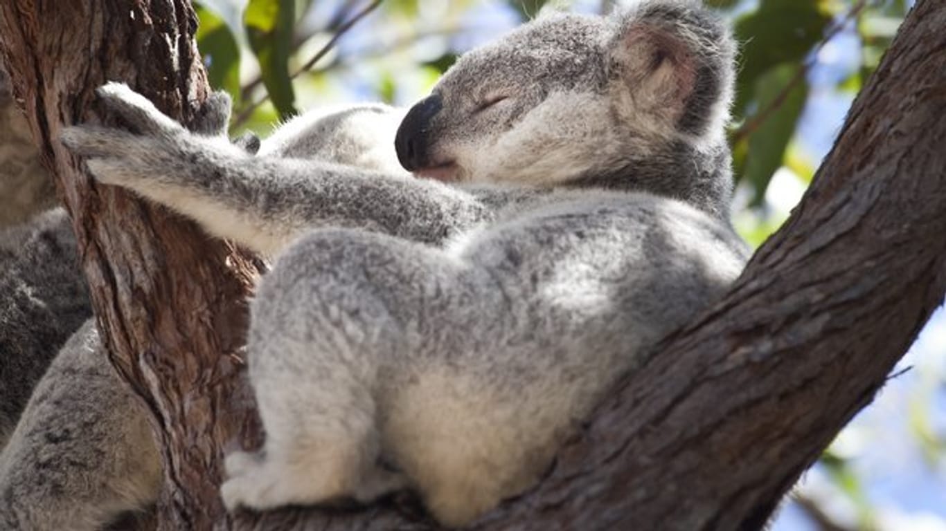 Er nimmt es ganz gelassen: Ein Koala döst auf der australischen Insel Magnetic Island auf einem Baum.