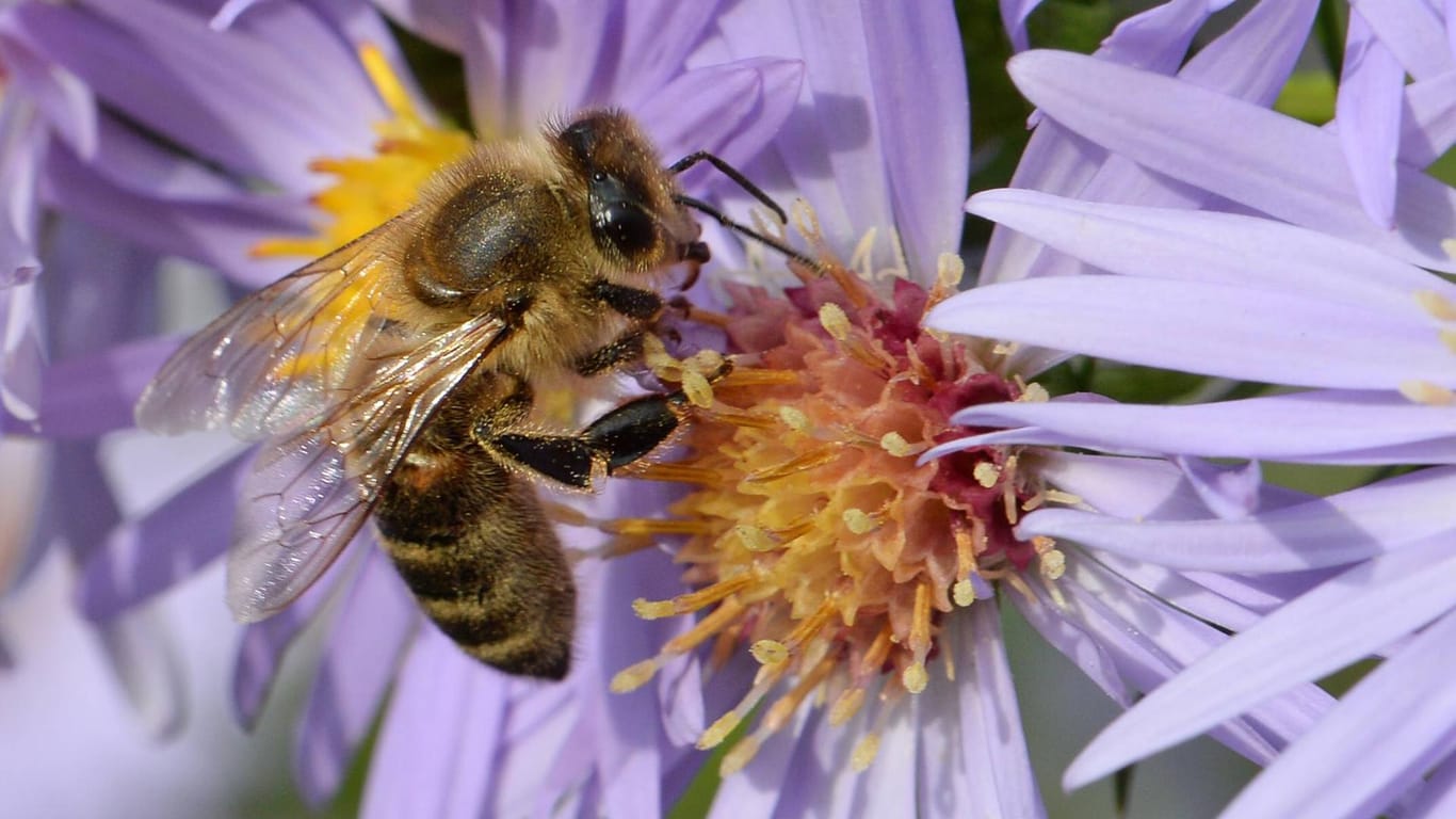 Eine Biene: Ein Stich verursachte bei einem Motorradfahrer einen allergischen Schock. (Symbolbild)