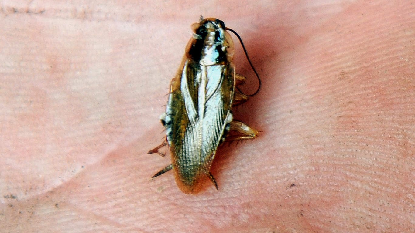 Eine Schabe: Insekten haben in einer Grundschule im nordhessischen Espenau für schulfrei gesorgt.