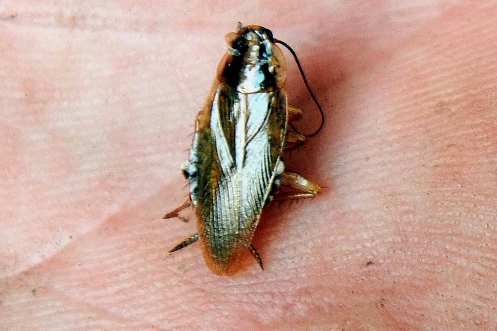 Eine Schabe: Insekten haben in einer Grundschule im nordhessischen Espenau für schulfrei gesorgt.