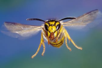 Wespe: In Lampertswalde wurden mehrere Menschen von Wespen angegriffen.