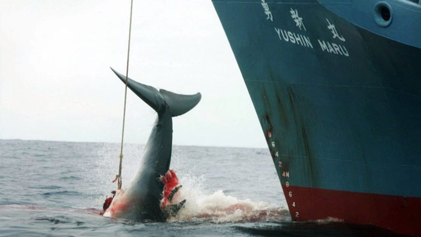 Ein harpunierter Wal wird an Bord des japanischen Walfangschiffes "Yushin Maru" gezogen, das im Atlantischen Ozean kreuzt.